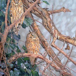 Long-eared Owls