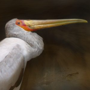 Yellow Billed Stork